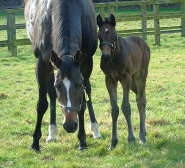 2019 colt by Ribchester